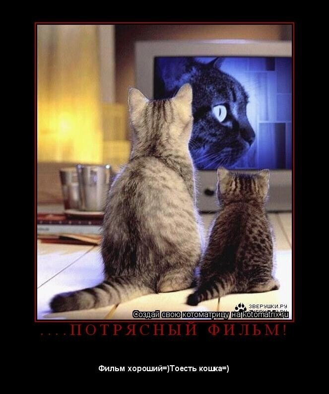 Котики в нашей жизни