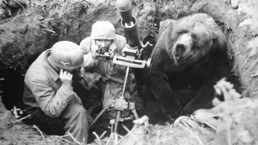 Медведь Войтек – отважный солдат польской армии