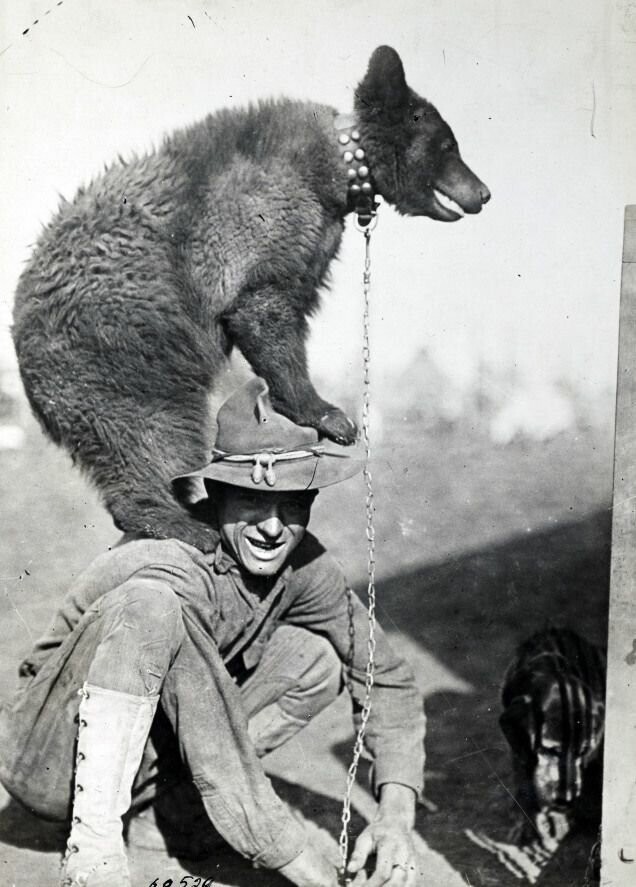 Медведь Войтек – отважный солдат польской армии