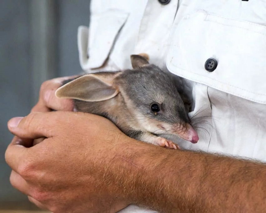 Кроличий бандикут: Как кролики из Европы загнобили плотоядных «кроликов» из Австралии