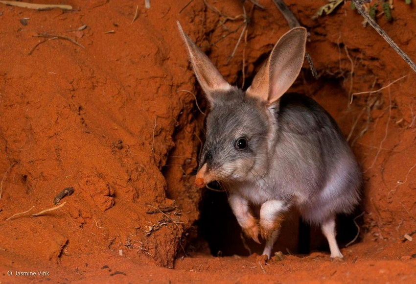 Кроличий бандикут: Как кролики из Европы загнобили плотоядных «кроликов» из Австралии