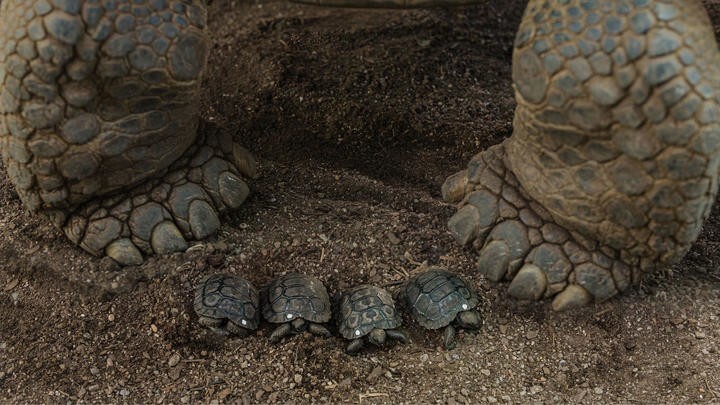 Огромная черепаха и её детёныши