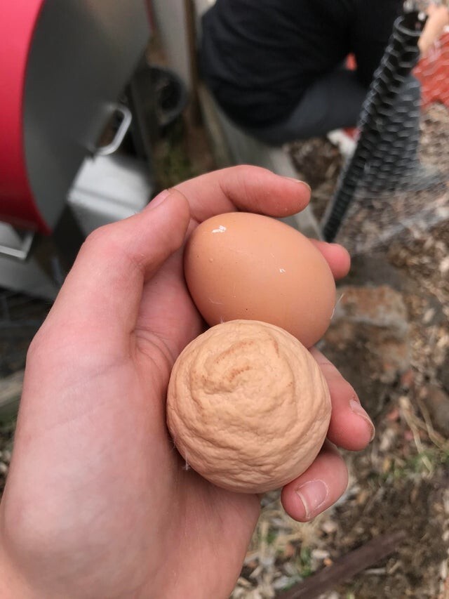 Курица снесла сморщенное яйцо