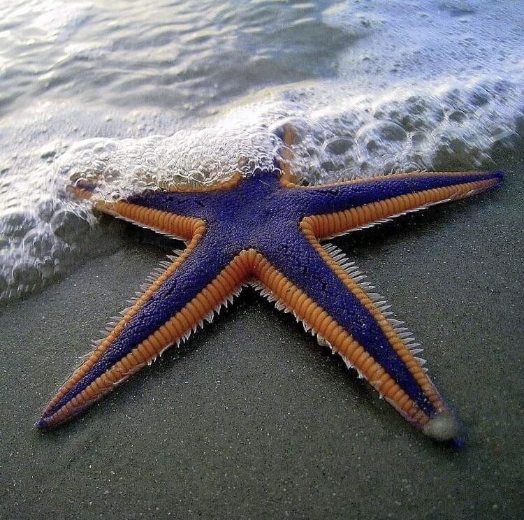 Потрясающая морская звезда