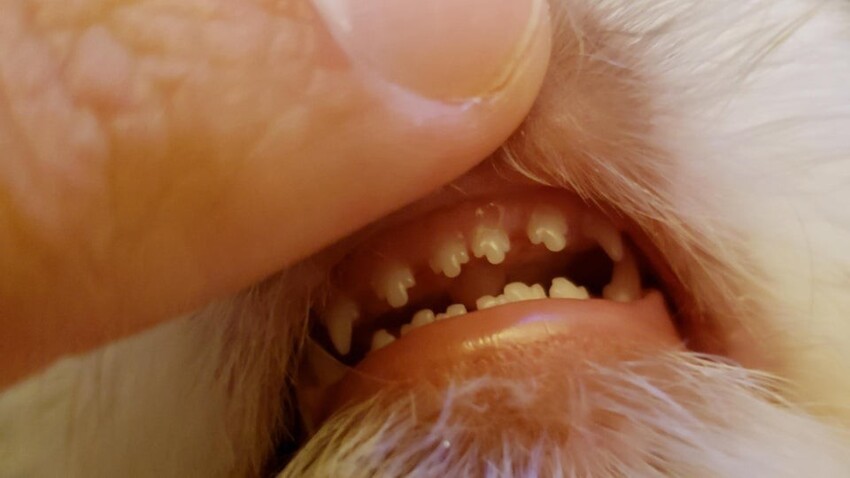 У щенка очень странные зубки