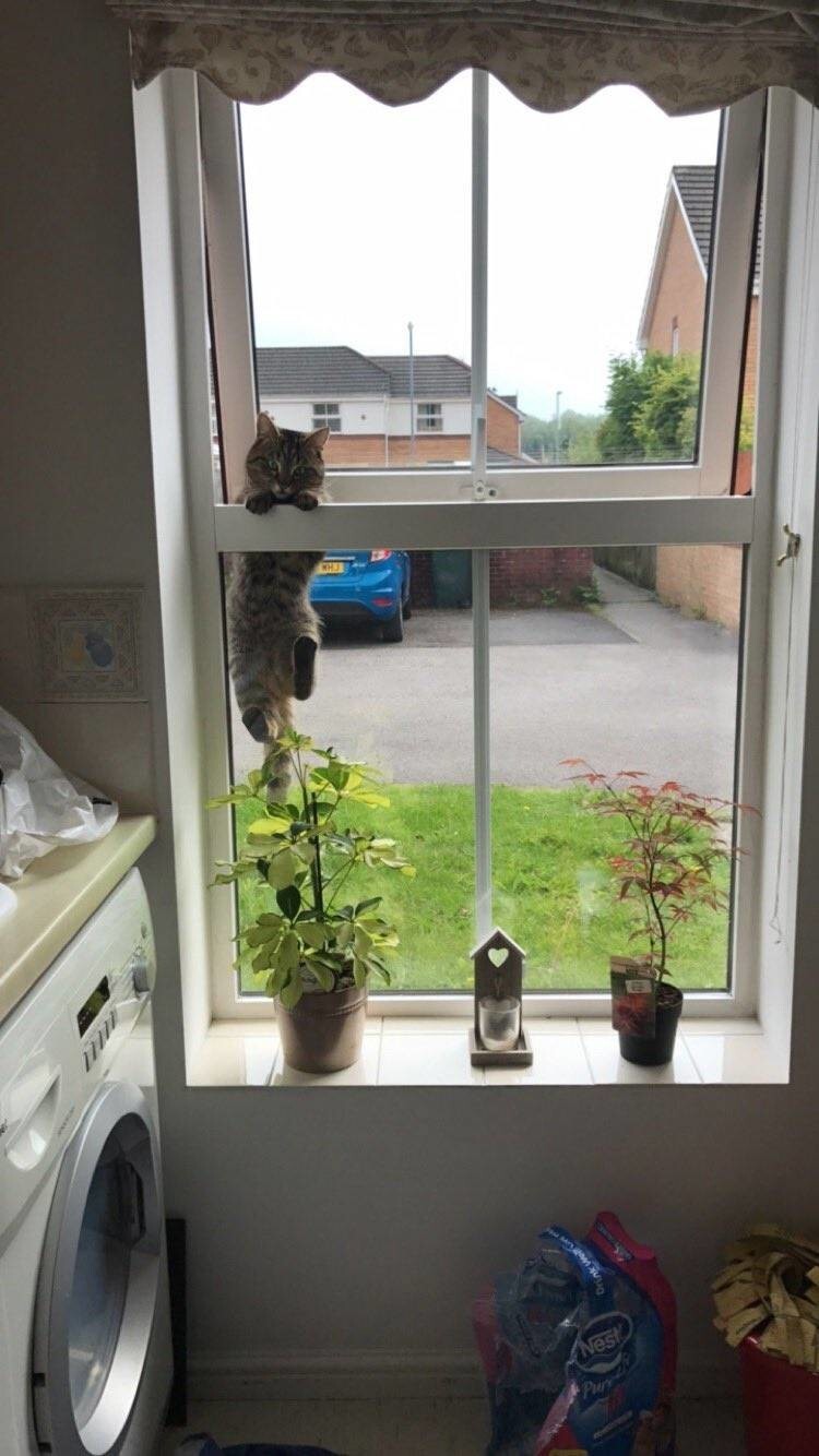 "Поймала чужого кота с поличным в своем окне"