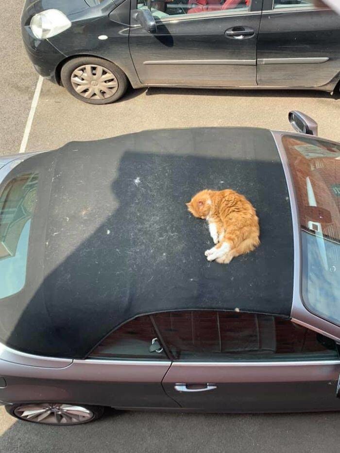 "Моя машина, но не мой кот"