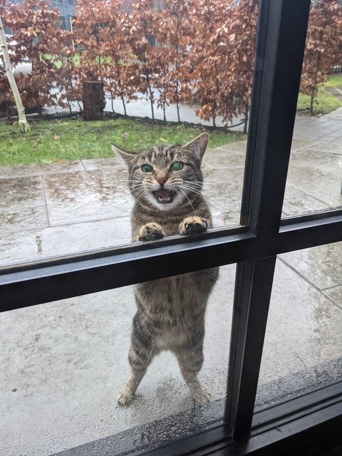 "Соседская кошка часто просится к нам в дом"