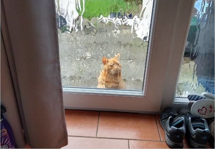 "Соседский кот часто сидит у нас под дверью с возмущенным видом, пока мы его чем-нибудь не угостим"