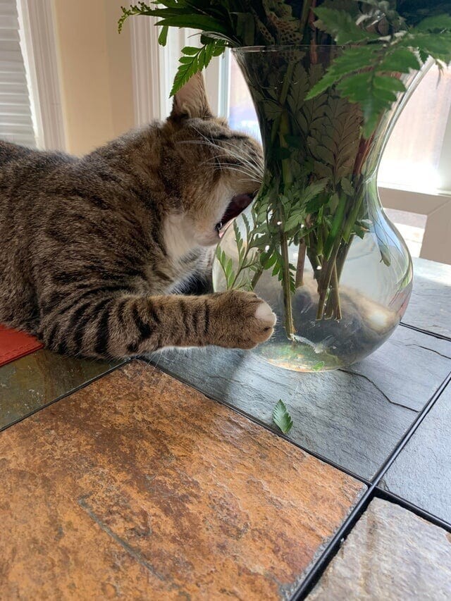 Он пытается покусать цветы прямо через вазу