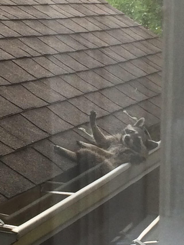 Мой сосед жаловался на постоянный шум на крыше, я наконец увидел виновника