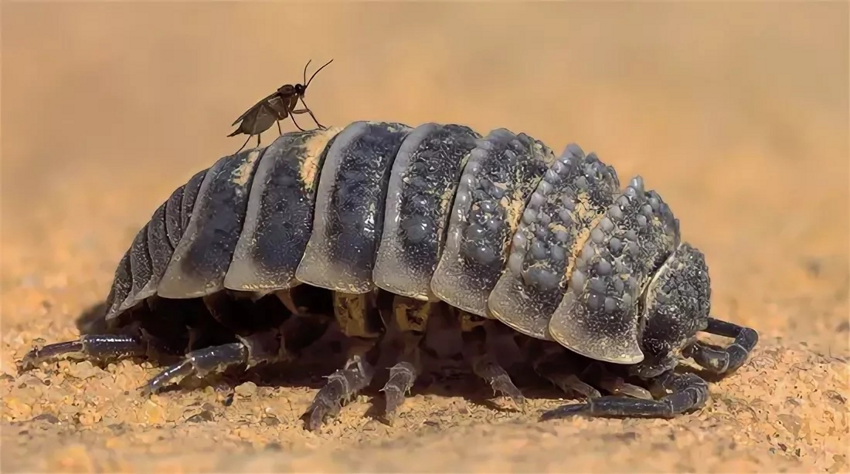 Пустынная мокрица: Именно они поддерживают жизнь в пустыне. Незаметное, но важнейшее существо азиатских песков
