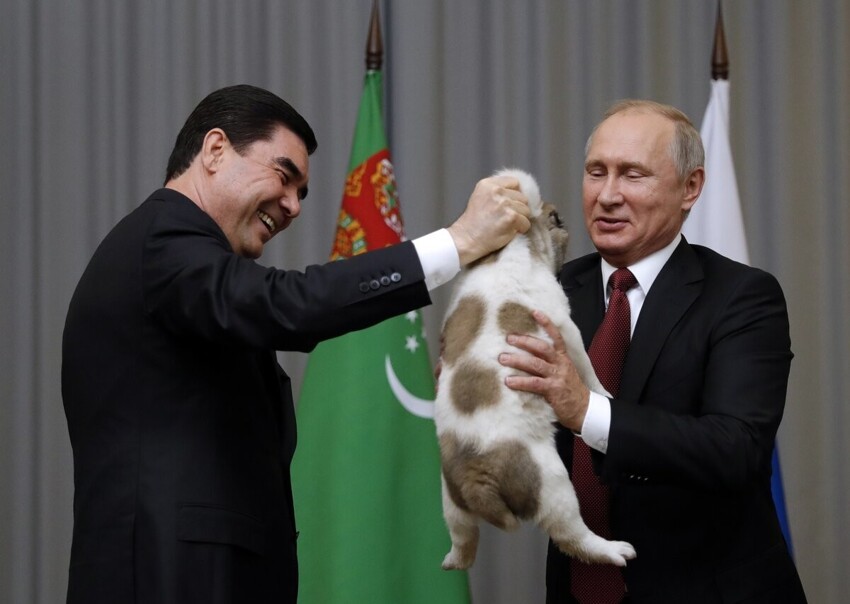 Национальным достоянием глава Туркмении очень гордится. Чистокровных среднеазиатских овчарок без официального разрешения вывозить из страны нельзя