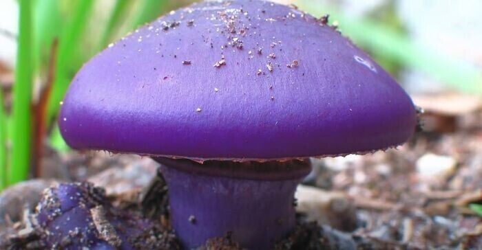 Этот интересный австралийский гриб (The Stonemaker Fungus) появляется только после лесного пожара