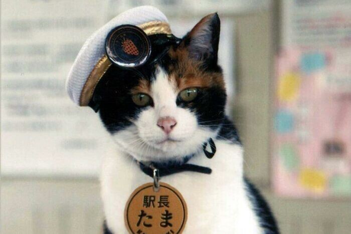 В 2007 японская железнодорожная линия Кисигава назначила кошку по кличке Тама "начальником станции" - это привело к небывалому всплеску популярности этого туристического направления