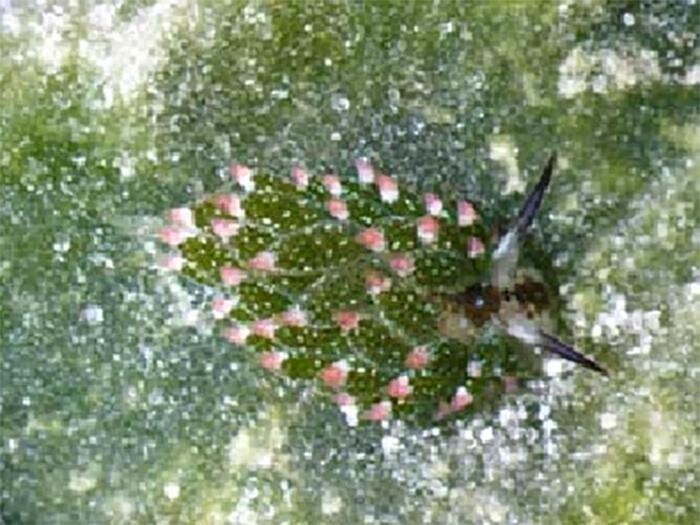 "Овечий лист" или листовой слизень - разновидность морского слизняка, способная к фотосинтезу. Этот приятель собирает хлоропласты, которые растения используют для фотосинтеза, и может жить так месяцами