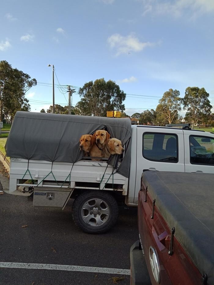 Самые изысканные способы транспортировки собак