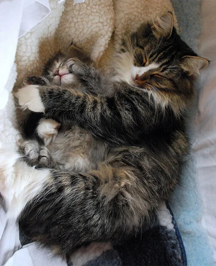 Красавцы коты и их очаровательные мини-копии