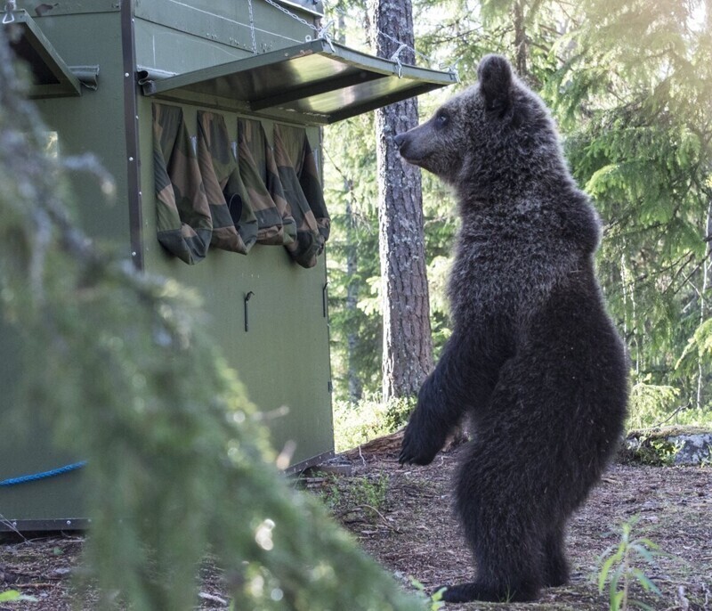 Медведь в Финляндии, на границе с Россией.