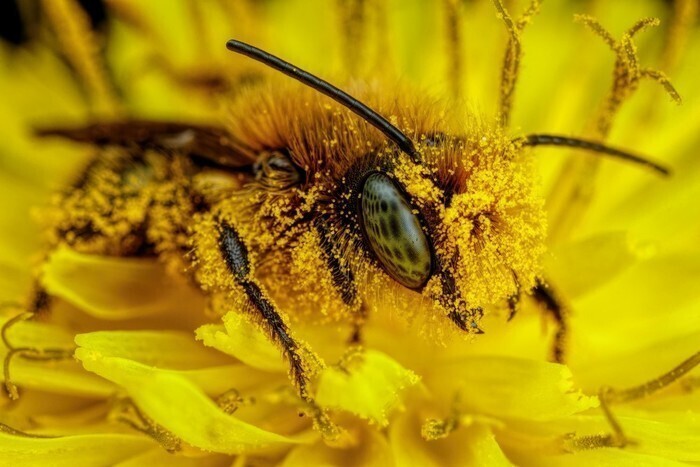 8. Пчелки