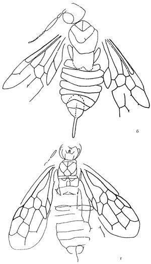 Рис. 12. Юрские и меловые пилильщики семейства Sepulcidae с ксиелидными антеннами: