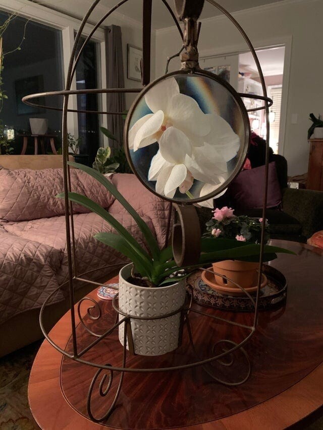 7. Рамка, которая прикрепляется к горшку с орхидеями и позволяет рассмотреть цветок поближе