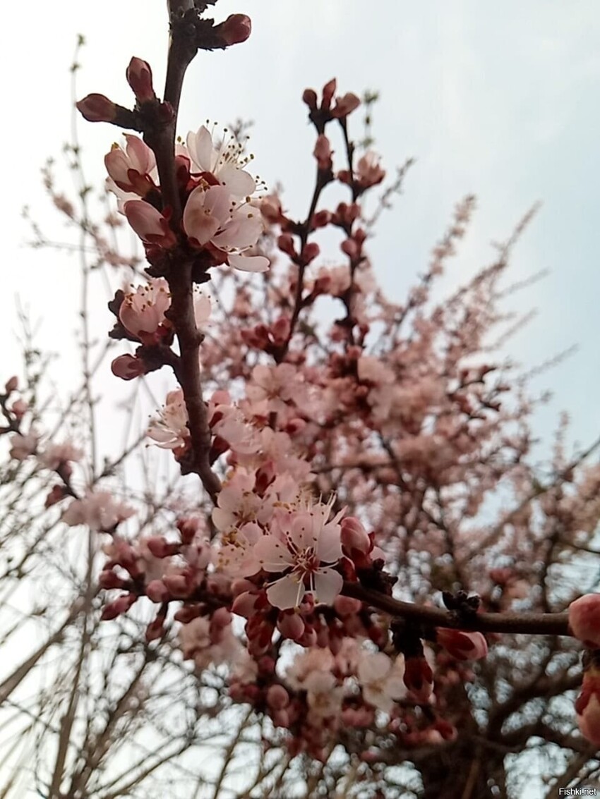 Наконец то настоящая весна у нас в Алматы