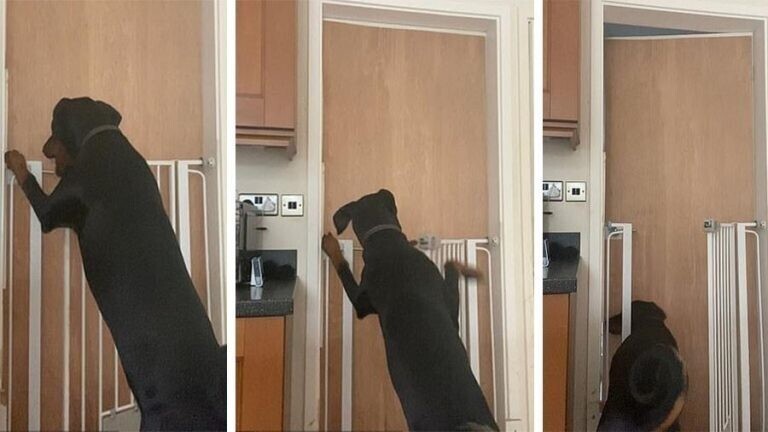 Собака научилась открывать двери в доме