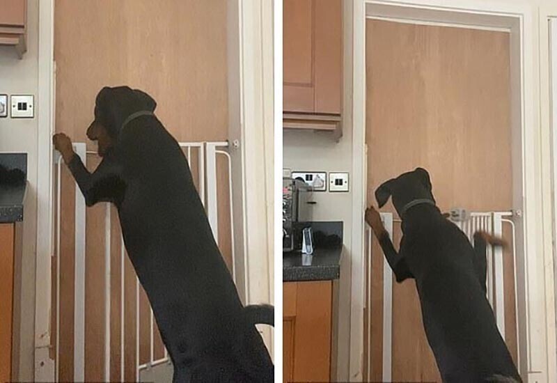 Собака научилась открывать двери в доме
