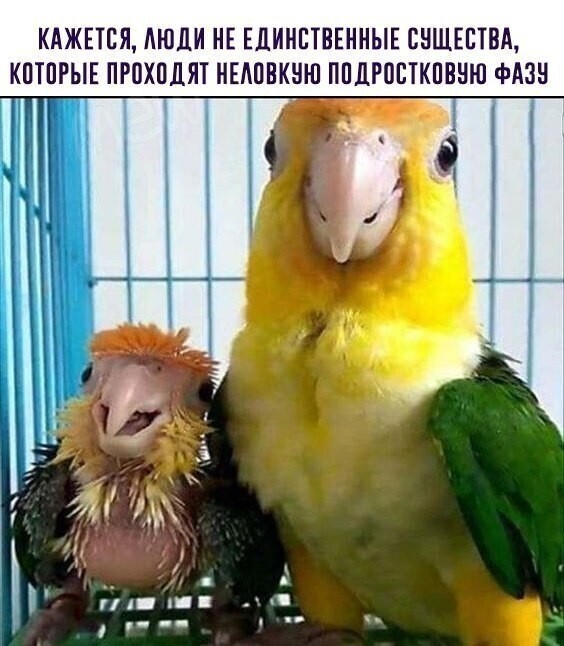 Фотоприколы с питомцами