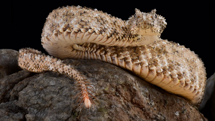 Паукохвостая гадюка: Змея с хвостом в виде «живого» паука. Потрясающий обман для ловли птиц
