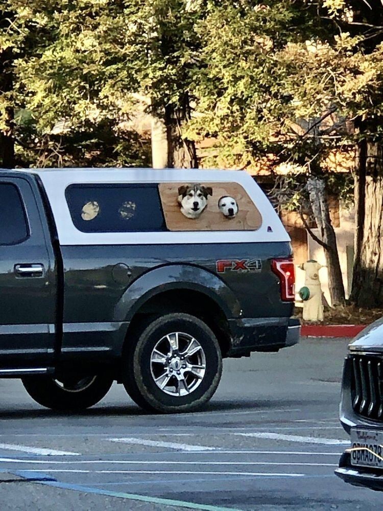 В этой машине есть отдельные окошки для собак
