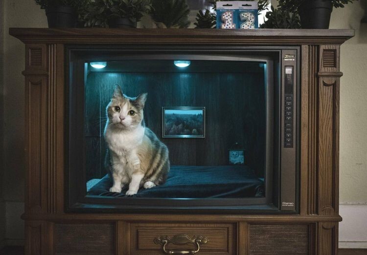 «На день рождения моей кошки я переделал старый телевизор в кошачью лежанку»
