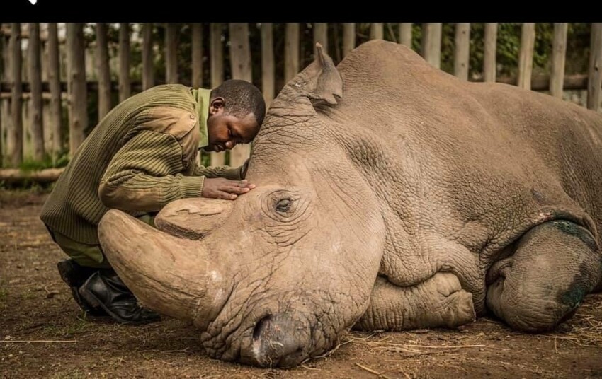 Последний на планете самец белого носорога по кличке Судан умер в 2018 году. Сейчас на Земле осталось лишь две особи этого вида, но они обе - самки, и когда они умрут, вид перестанет существовать