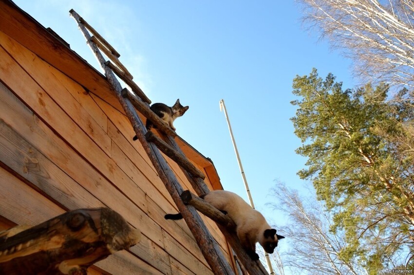 Певчие котики, их первая весна