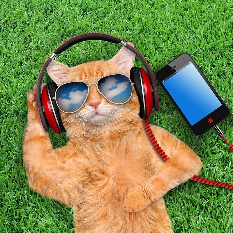 Кошачья музыка – какие звуки любят кошки?