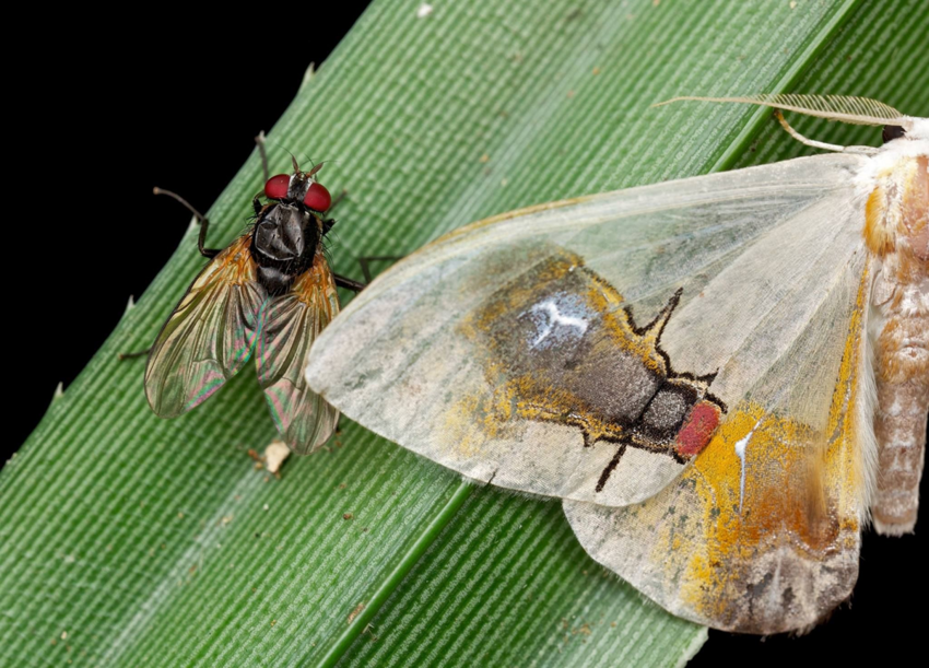 Мухоносная серпокрылка: «Татуировки» в виде мерзких мух и жуткая вонь. Во что превратилась обычная бабочка ради выживания?