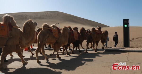 Шеф, притормози: китайцы установили светофор для верблюдов