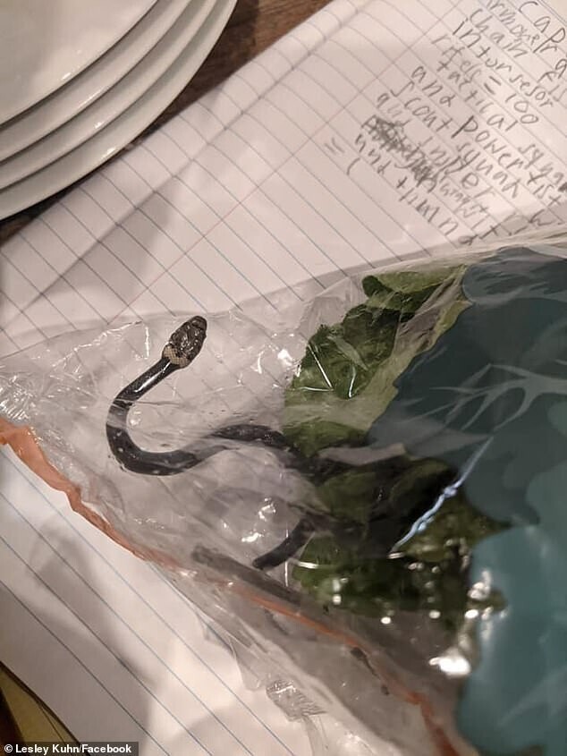 Жительница Австралии нашла змею в магазинном салате 