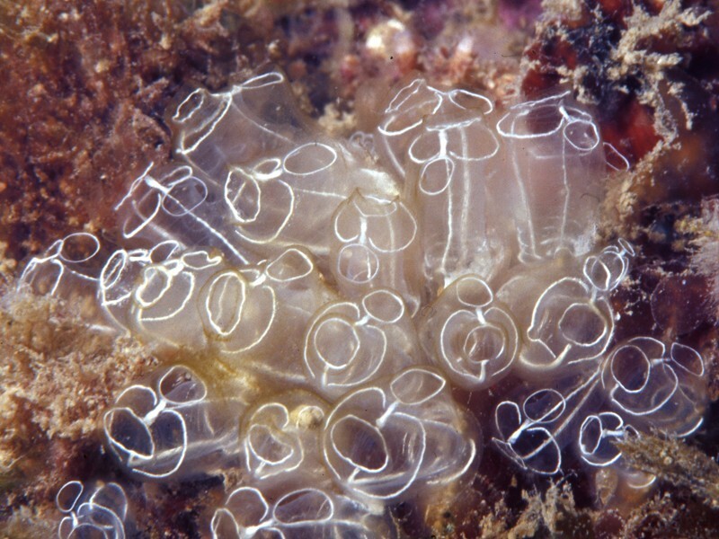 Clavelina lepadiformis, общепринятое название - морской шприц с лампочкой, морская лампочка