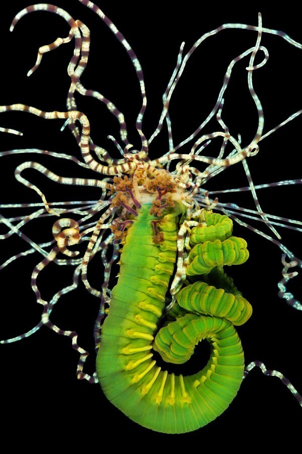 20 червей, которые поразят вас своей красотой