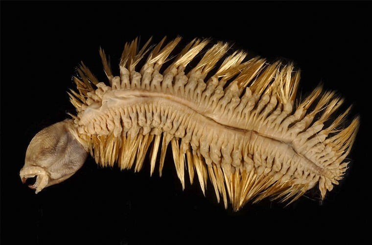 Золотой морской червь Eulagisca gigantea, обитающий в водах Антарктиды