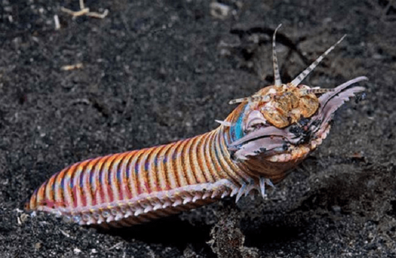 Эунице Афродита Eunice aphroditois — хищный морской многощетинковый червь