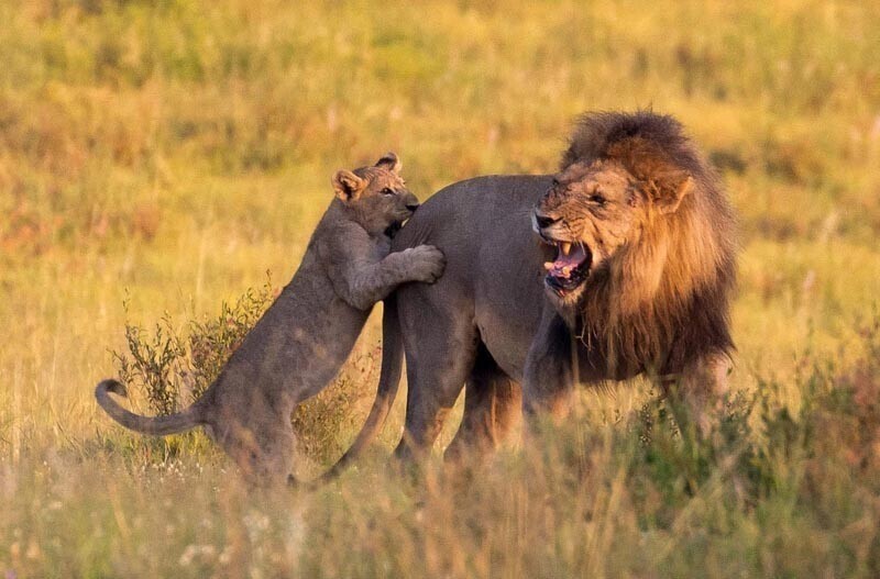 Лев отругал львёнка за то, что тот напал на него сзади