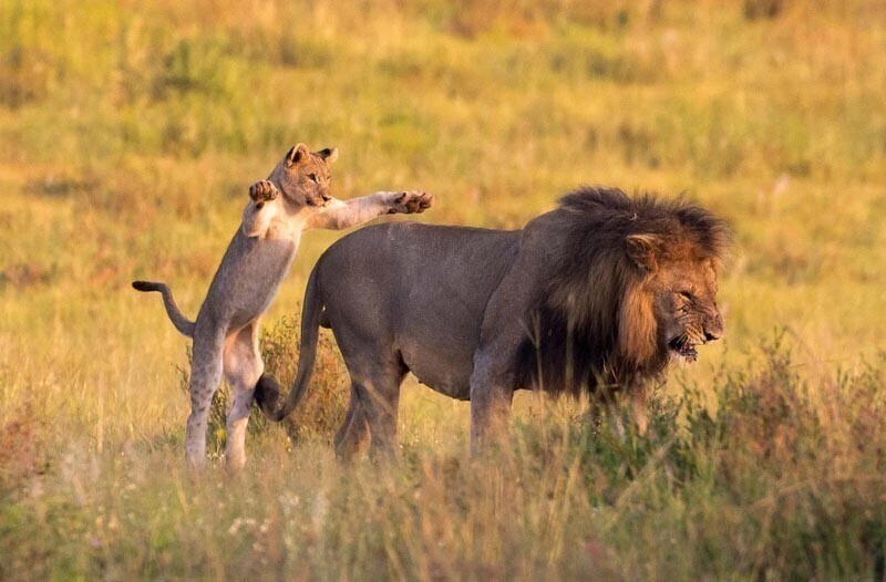 Лев отругал львёнка за то, что тот напал на него сзади