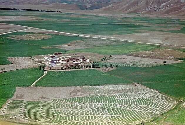 Зеленеющие поля, вспаханные быками «змейкой». Северо-восток Афганистана, 1967 год