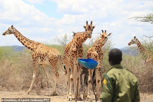 Не оставили в беде: в Кении жирафов спасли с затопленного острова 
