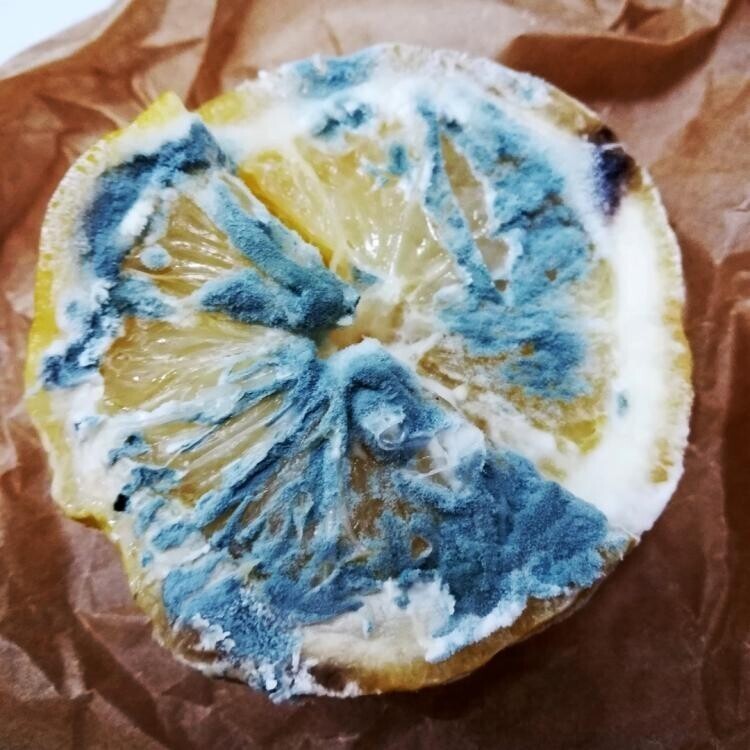 Этот лимон с плесенью похож на произведение авангардного искусства