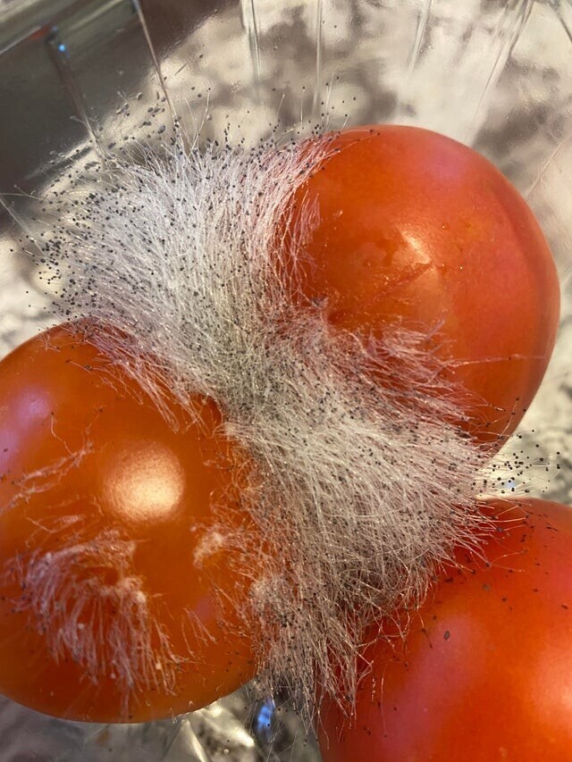 Что думаете об этой томатной причёске?