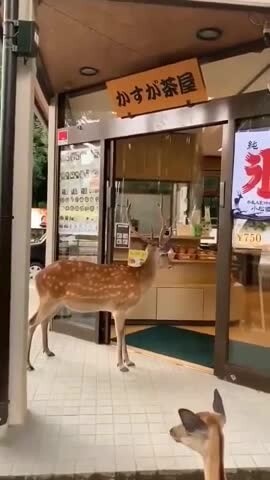 Видео из города Нара 